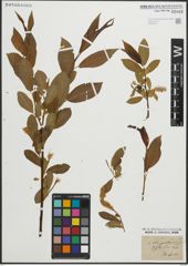 Foto von Salix pentandra L.
